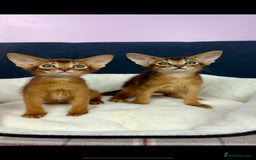 Abyssinian cats for sale: Gorgeous Abyssinian Kittens  Ready December 2025 - Image 3