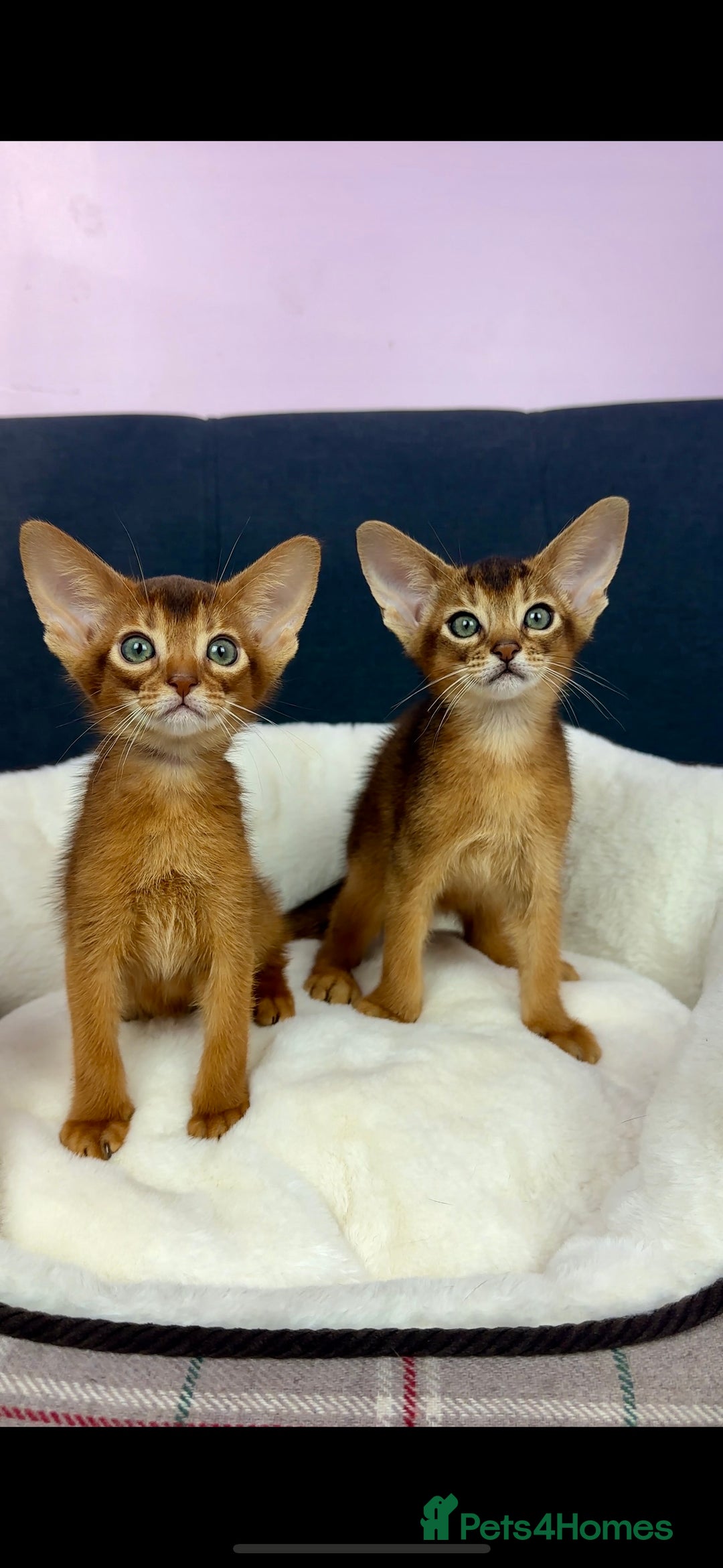 Abyssinian cats for sale: Gorgeous Abyssinian Kittens  Ready December 2025 - Image 3