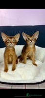 Abyssinian cats - Advert 2