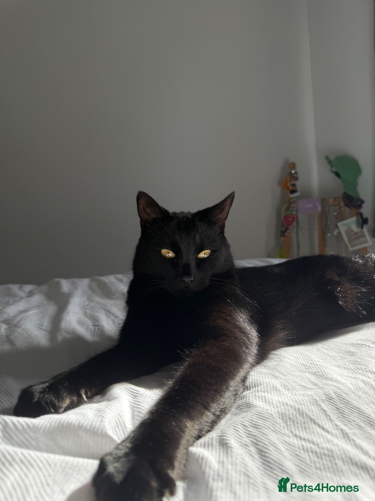 Domestic Shorthair cats 🐾 Loving House Cat Looking for His Forever Home - Advert 4
