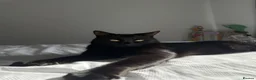 Domestic Shorthair cats for sale: 🐾 Loving House Cat Looking for His Forever Home - Advert 1
