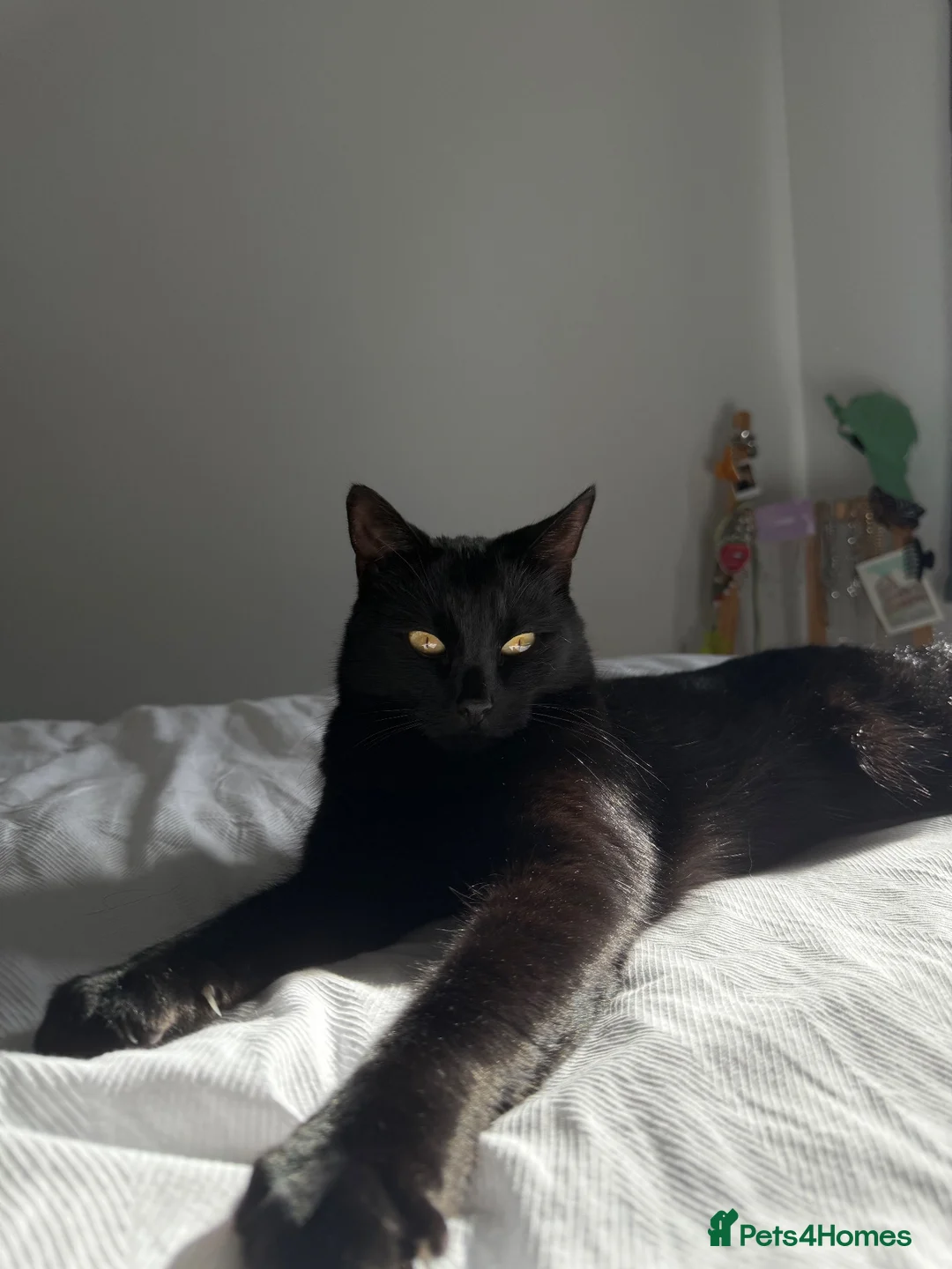 Domestic Shorthair cats for sale: 🐾 Loving House Cat Looking for His Forever Home - Advert 1