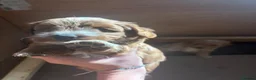 Cockapoo dogs for sale: Beautiful cockapoo puppies in Dover - Advert 15