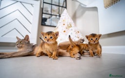 Abyssinian cats for sale: Champion Line Abyssinians- Rare Beauty- TICA reg. - Image 17