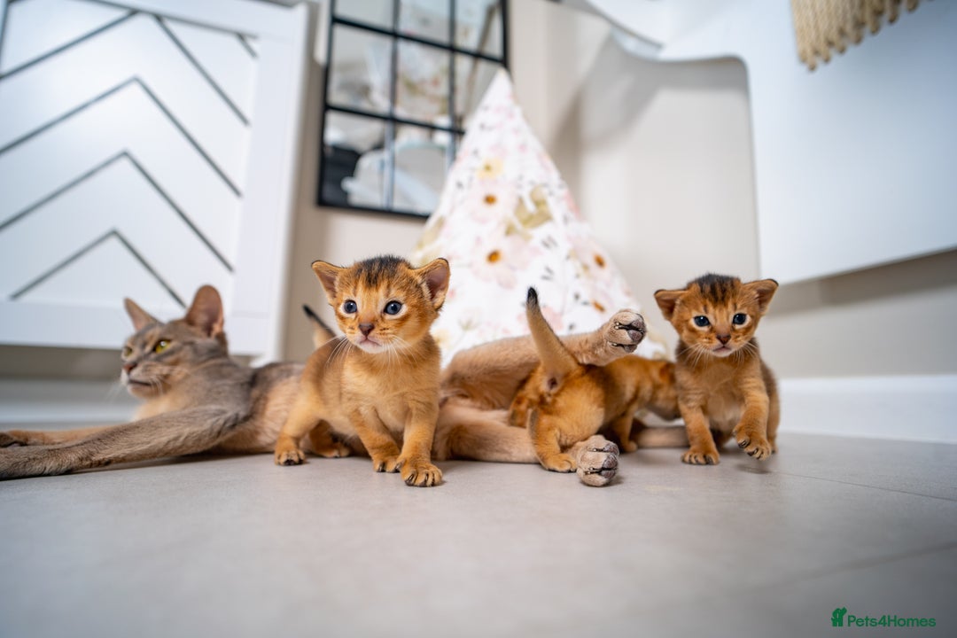 Abyssinian cats for sale: Champion Line Abyssinians- Rare Beauty- TICA reg. - Image 17