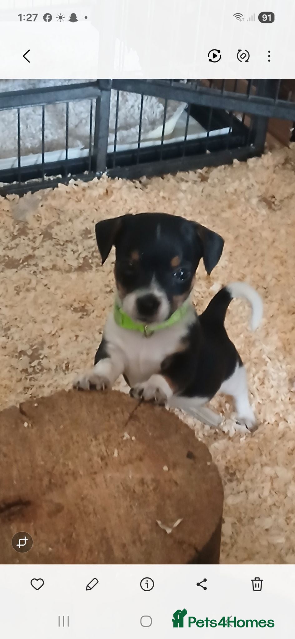 Jack Russell dogs Adorable Miniature Jack Russell puppies for sale - Advert 1