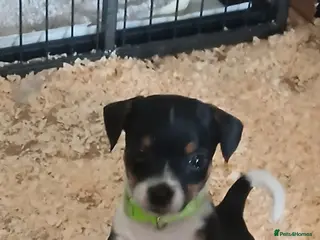 Jack Russell dogs Adorable Miniature Jack Russell puppies for sale - Advert 1