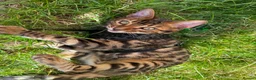Bengal cats for sale: 2 Bengals Kittens Left ✨ in Southam - Advert 18