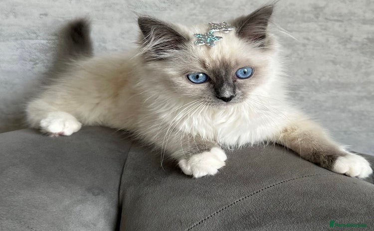 Ragdoll cats - Advert 14