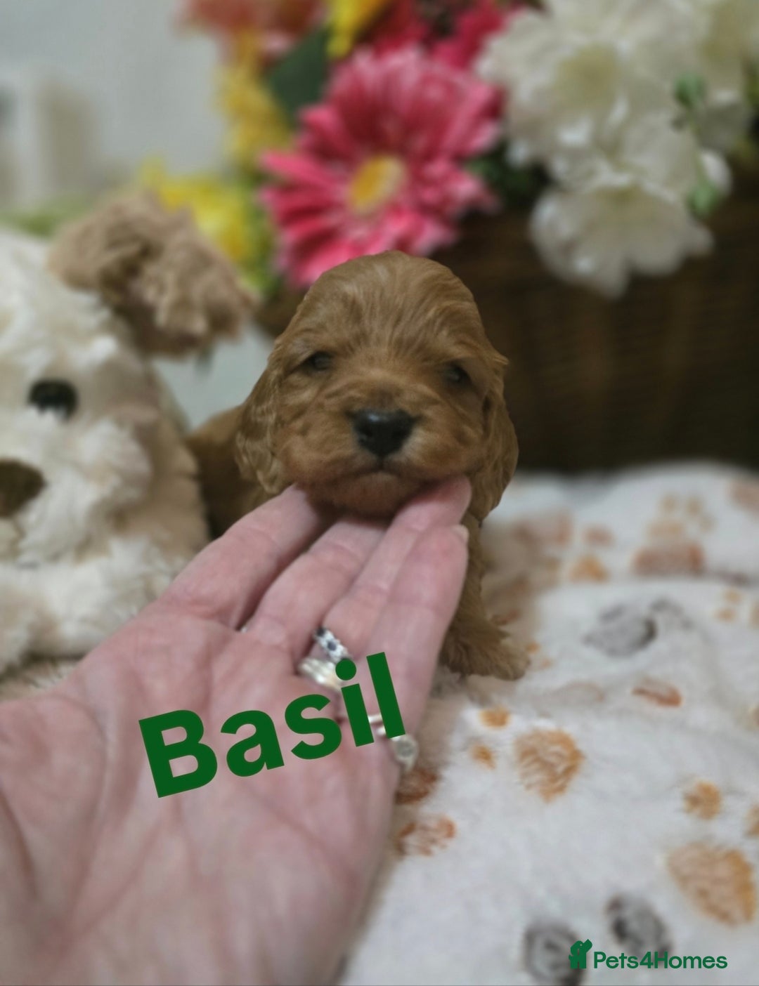 Cockapoo dogs for sale: Health tested cockerpoo F1 pups licensed Breeder  - Advert 27