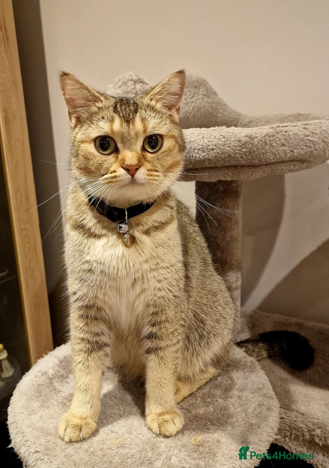 British Shorthair cats for sale: Adorable British shorthair kittens - Advert 30