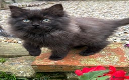 Turkish Van cats for sale: Beautiful kittens ready for loving new homes - Image 13