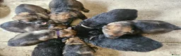 German Shepherd dogs for sale: Kc reg working line German shepherd pups in Barnsley - Advert 18