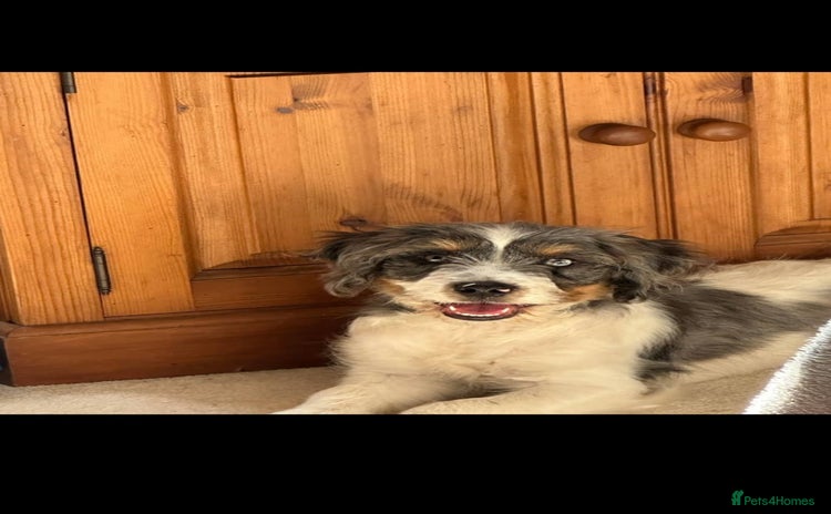 Mixed Breed dogs - Advert 16