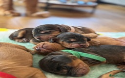 Cocker Spaniel dogs for sale: Beautiful show and working cockers - Image 8