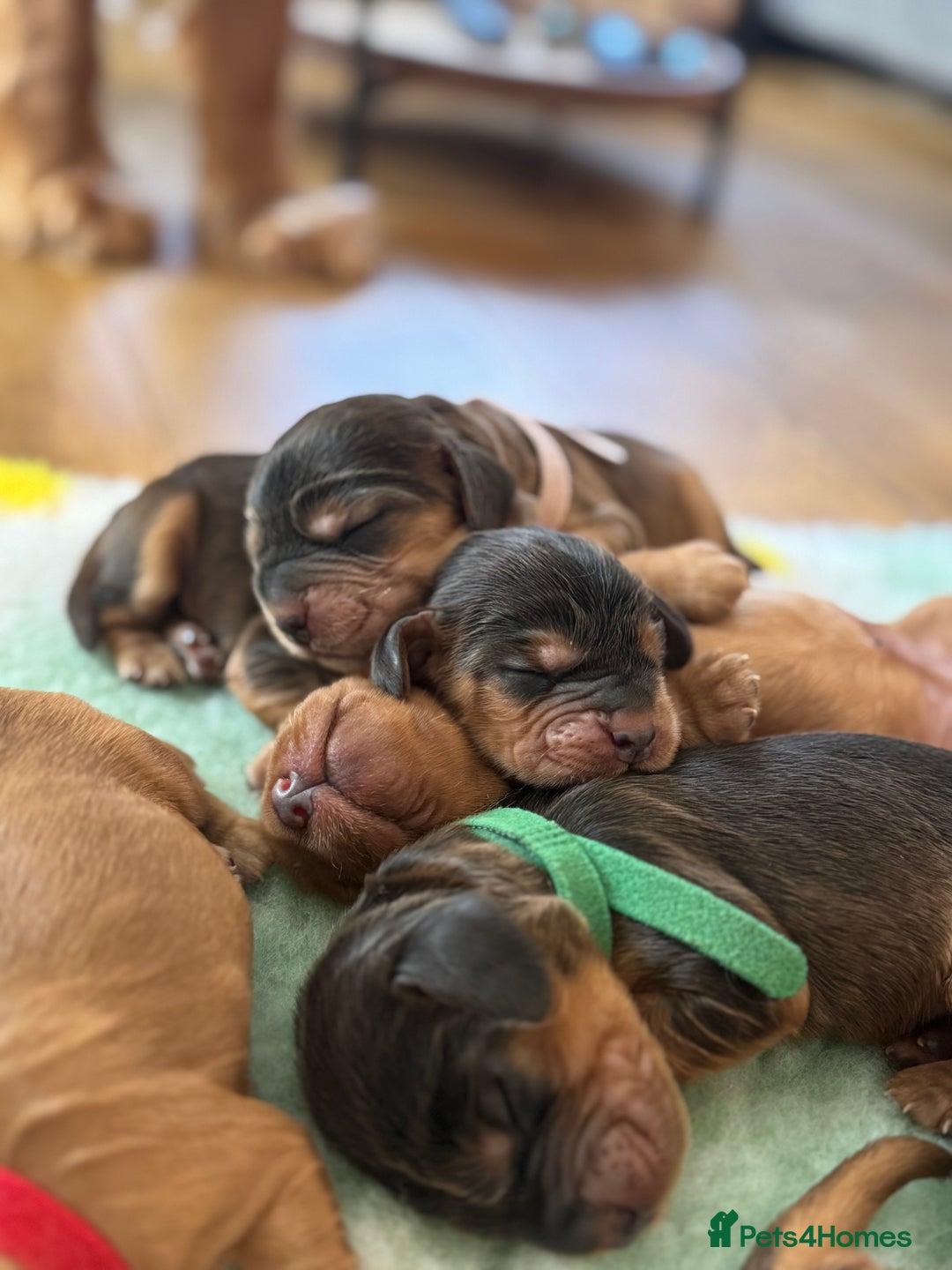 Cocker Spaniel dogs for sale: Beautiful show and working cockers - Image 8