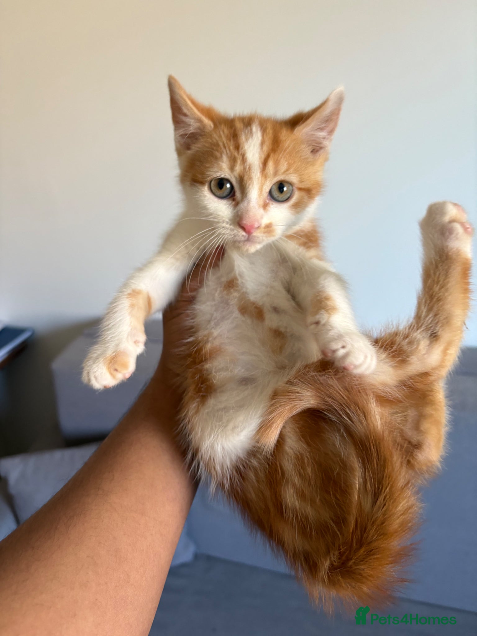 Mixed Breed cats Ginger/White male cute kitten - ready to leave - Advert 12