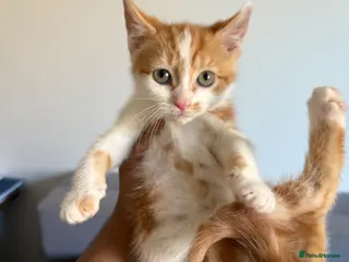 Mixed Breed cats Ginger/White male cute kitten - ready to leave - Advert 12