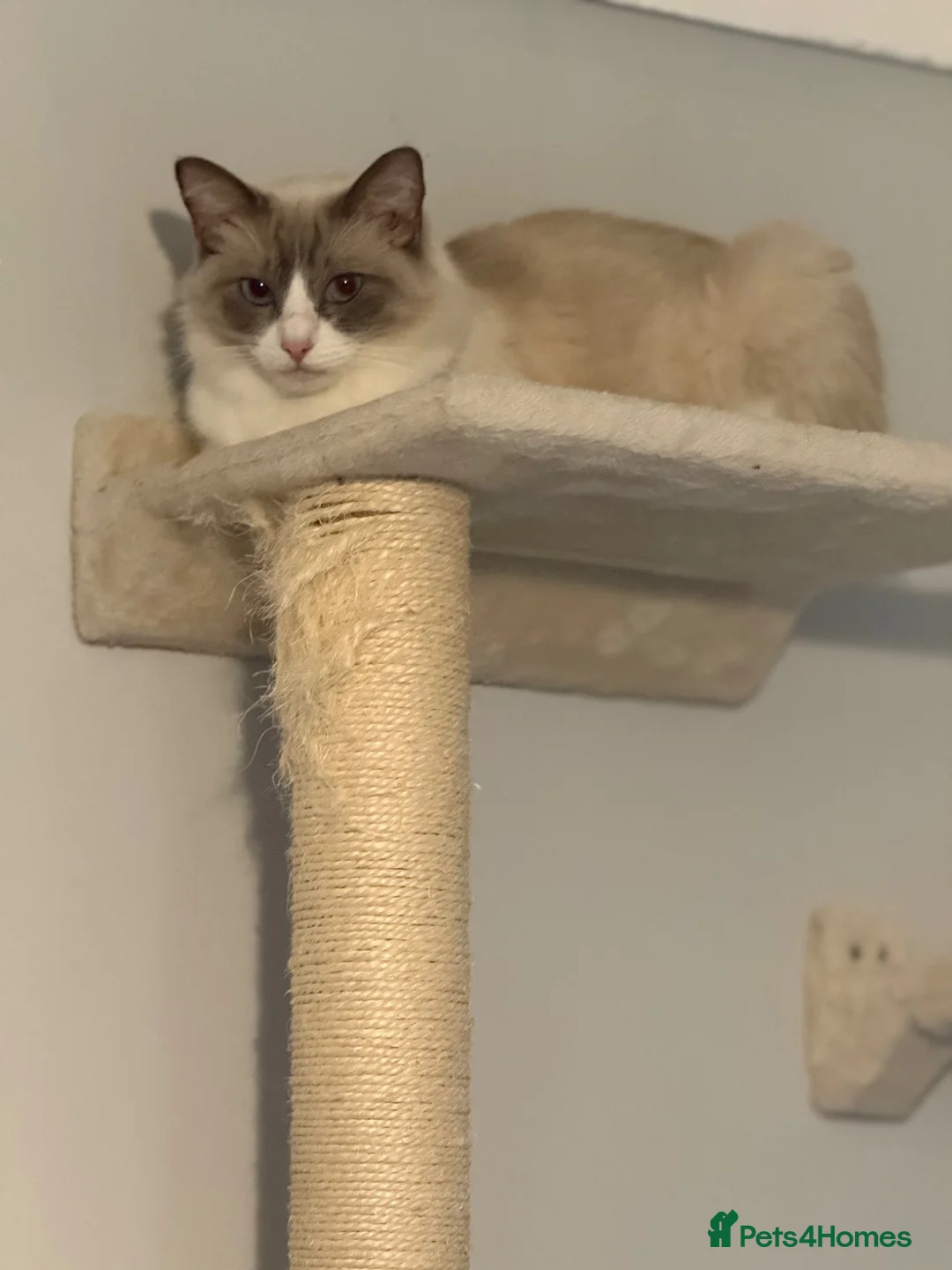 Ragdoll cats for sale: Ragdoll - Advert 1