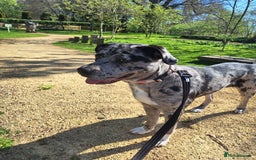 Mixed Breed dogs for sale: Caucasian Shepherd x pocket bully in Shrewsbury - Image 3