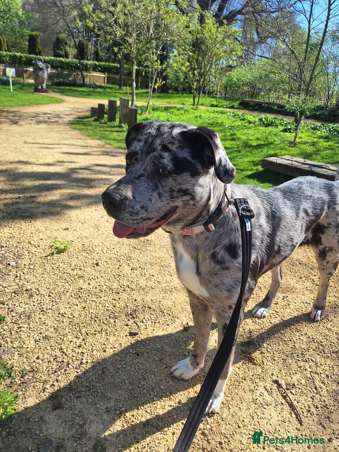 Mixed Breed dogs for sale: Caucasian Shepherd x pocket bully in Shrewsbury - Image 3