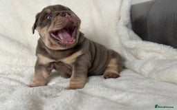 English Bulldog dogs for sale: British bulldog  - Image 25