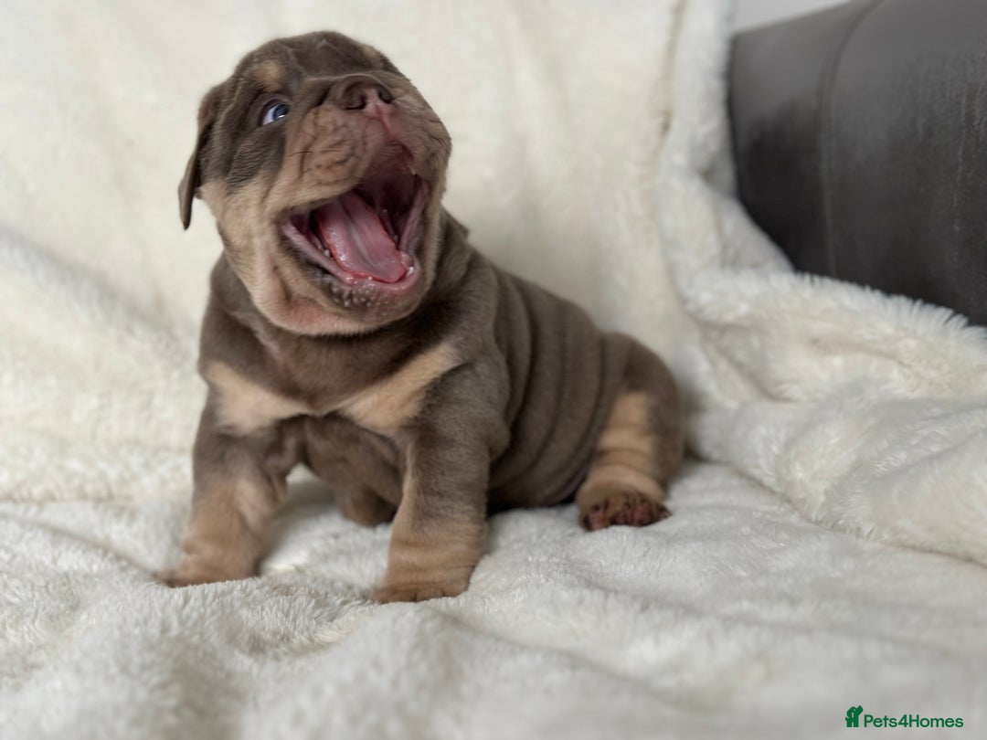 English Bulldog dogs for sale: British bulldog  - Image 25