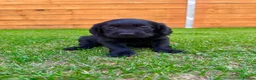 Labradoodle dogs for sale: Labradoodle Babies 🐾🐾🐾 - Advert 9