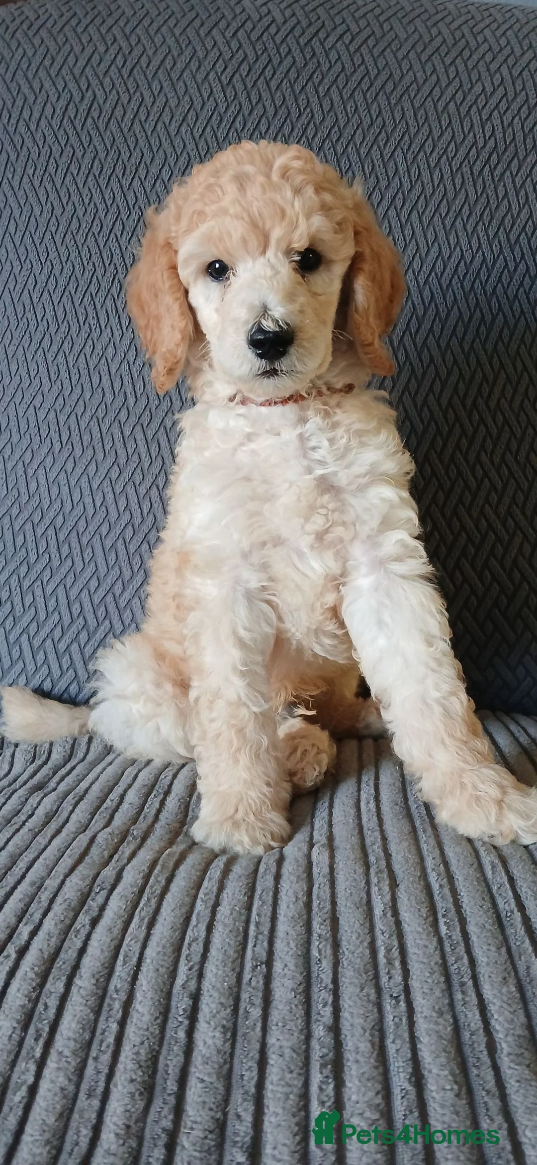 Standard Poodle dogs for sale: Standard poodle boy - Advert 2
