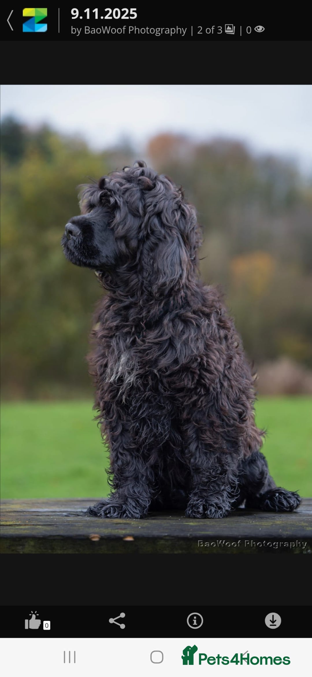 Portuguese Water Dog dogs for sale: Portuguese Water Dog Puppy–Boy Available Now - Advert 1