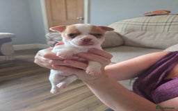 Chihuahua dogs for sale: Chihuahua puppies for sale - Image 7
