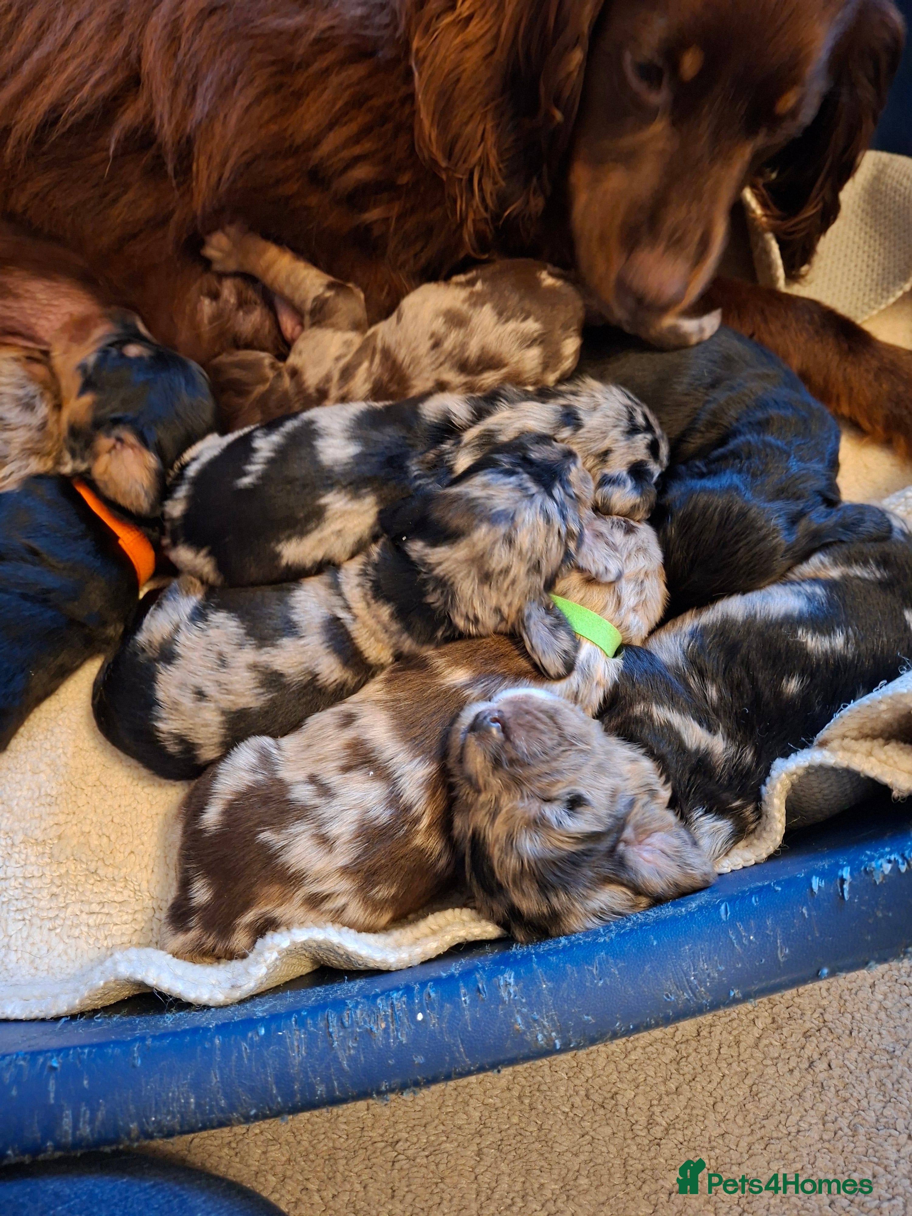 Cocker Spaniel dogs Cocker spaniel pups - Advert 5