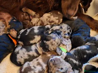 Cocker Spaniel dogs Cocker spaniel pups - Advert 5