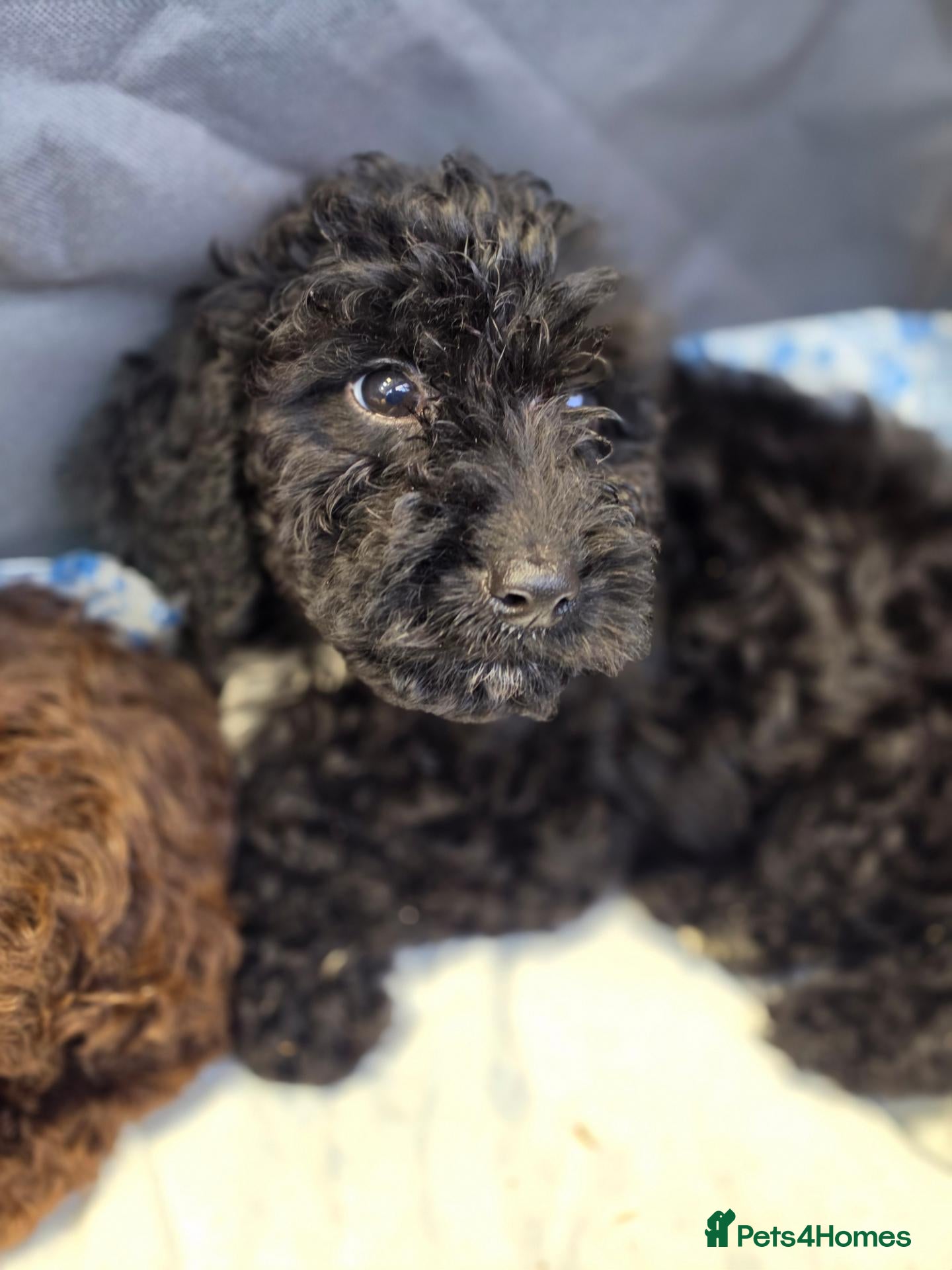 Cockapoo dogs for sale: Last 2 male Cockapoo puppies *READY NOW* - Advert 2