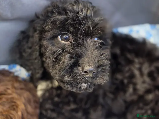 Cockapoo dogs for sale: Last 2 male Cockapoo puppies *READY NOW* - Advert 2