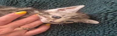 Mixed Breed Kitten 5