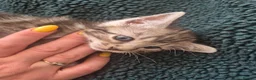 Mixed Breed cats for sale: Mixed bengal - Advert 7