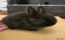 Netherland Dwarf rabbits for sale: Last baby girl Netherland Dwarf - Image 2