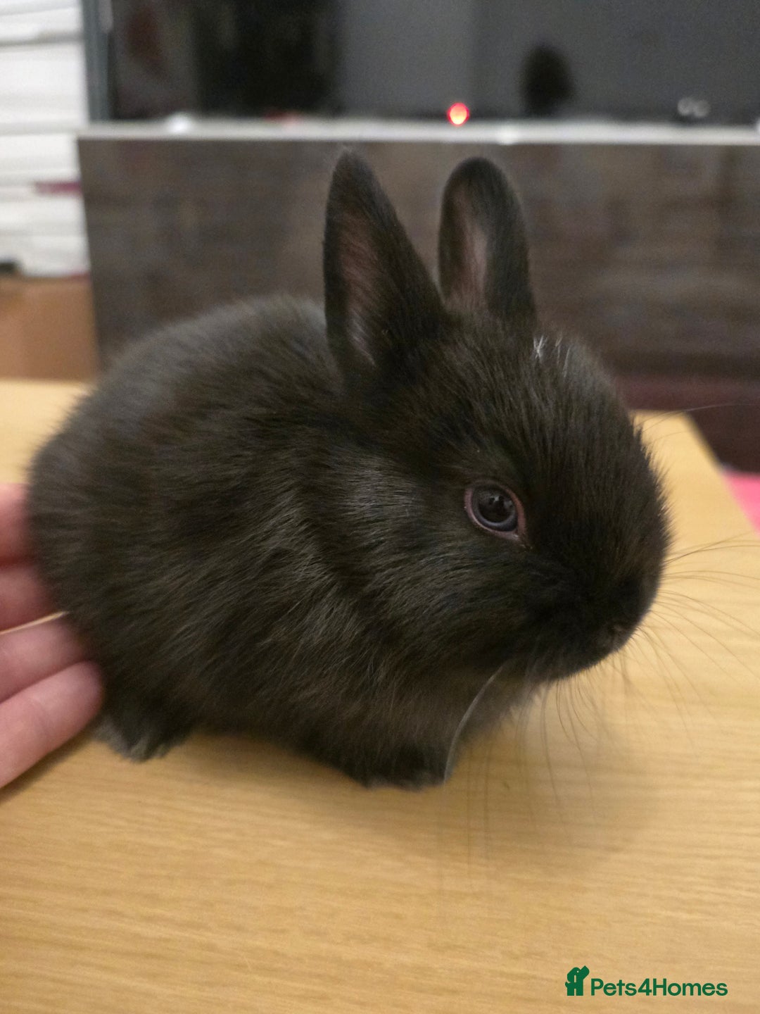 Netherland Dwarf rabbits for sale: Last baby girl Netherland Dwarf - Image 2