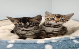 Bengal cats for sale: Pure Bengal kittens - Image 1