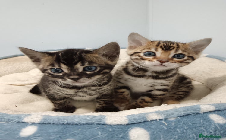 Bengal cats - Advert 4