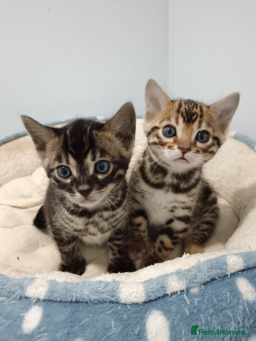 Bengal cats for sale: Pure Bengal kittens - Image 1