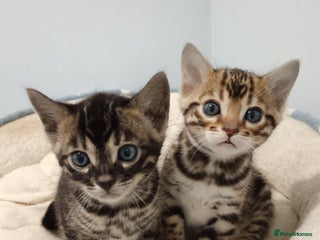 Bengal cats - Advert 2