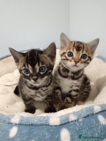 Bengal cats - Advert 8