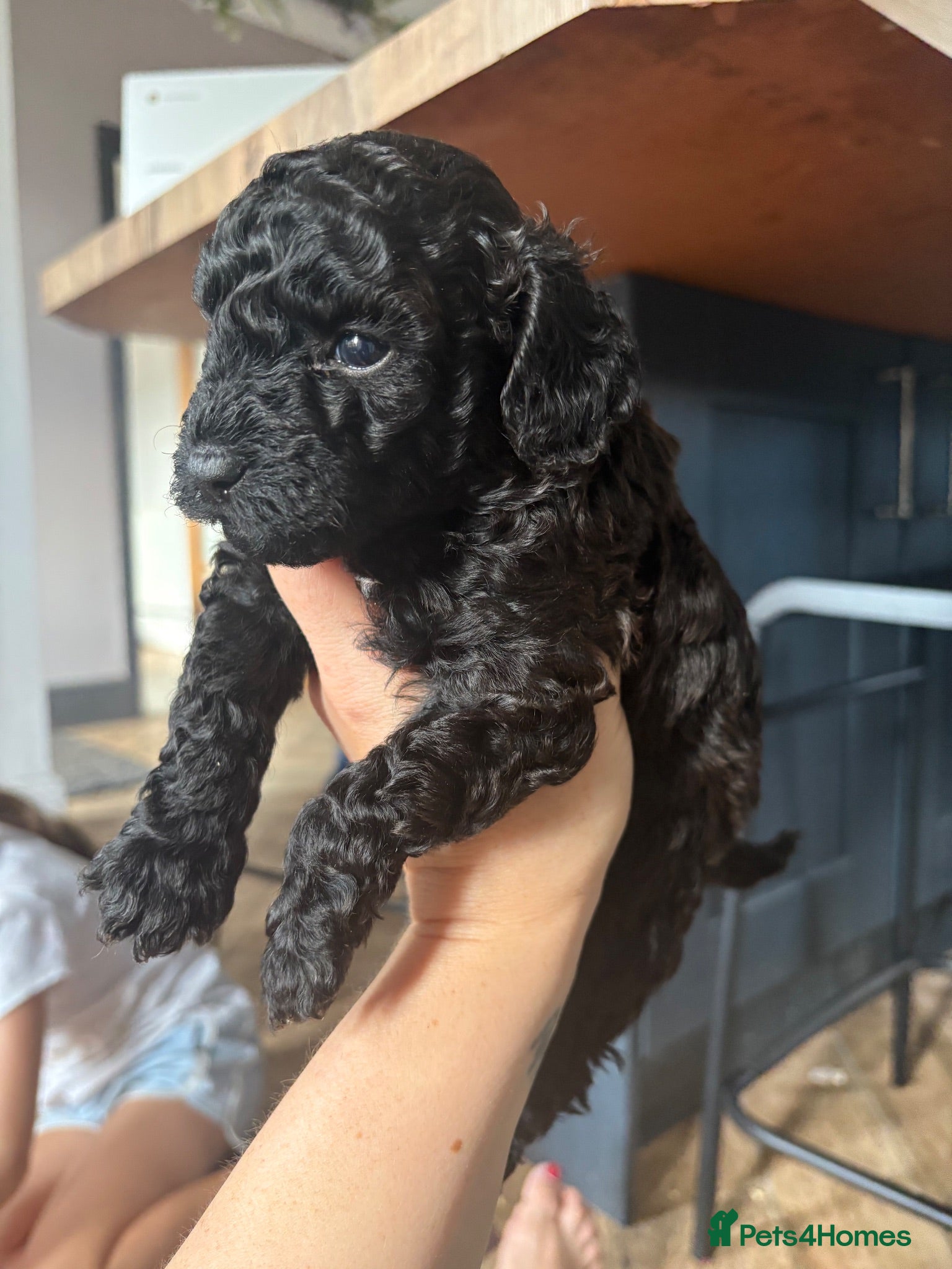 Cavapoo dogs Cavapoo 1 Boy Left 🐶 - Advert 13