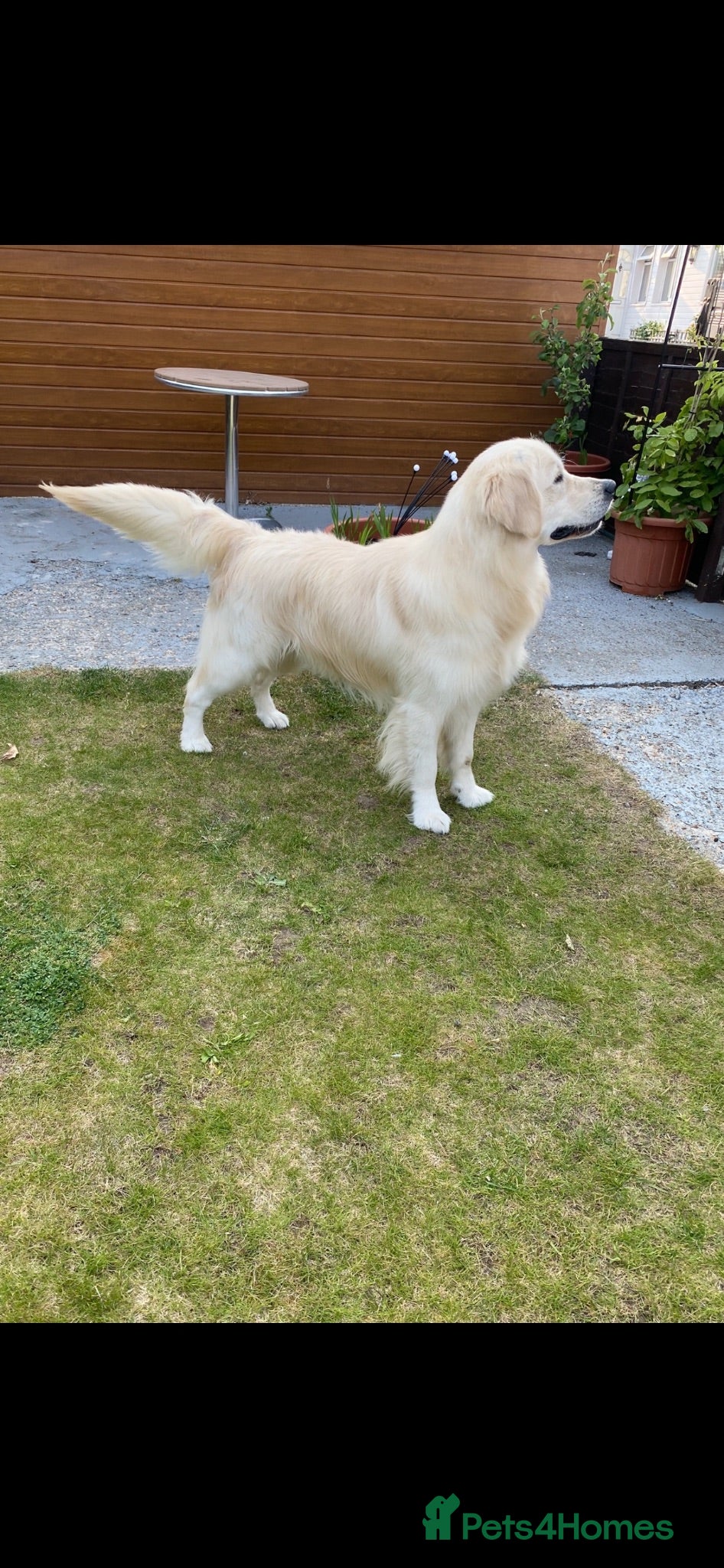 Golden Retriever dogs KC-DNA Chunky fluffy goldies.  - Advert 2