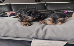 Yorkshire Terrier dogs for sale: Yorkshire terrior  - Image 5