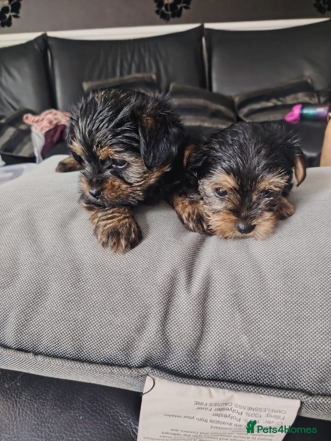 Yorkshire Terrier dogs for sale: Yorkshire terrior  - Image 5