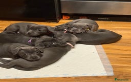 Staffordshire Bull Terrier dogs for sale: Lovely kc reg Staffordshire bull terrier puppies  - Image 7
