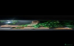 Gecko reptiles for sale: Leopard gecko  - Image 1